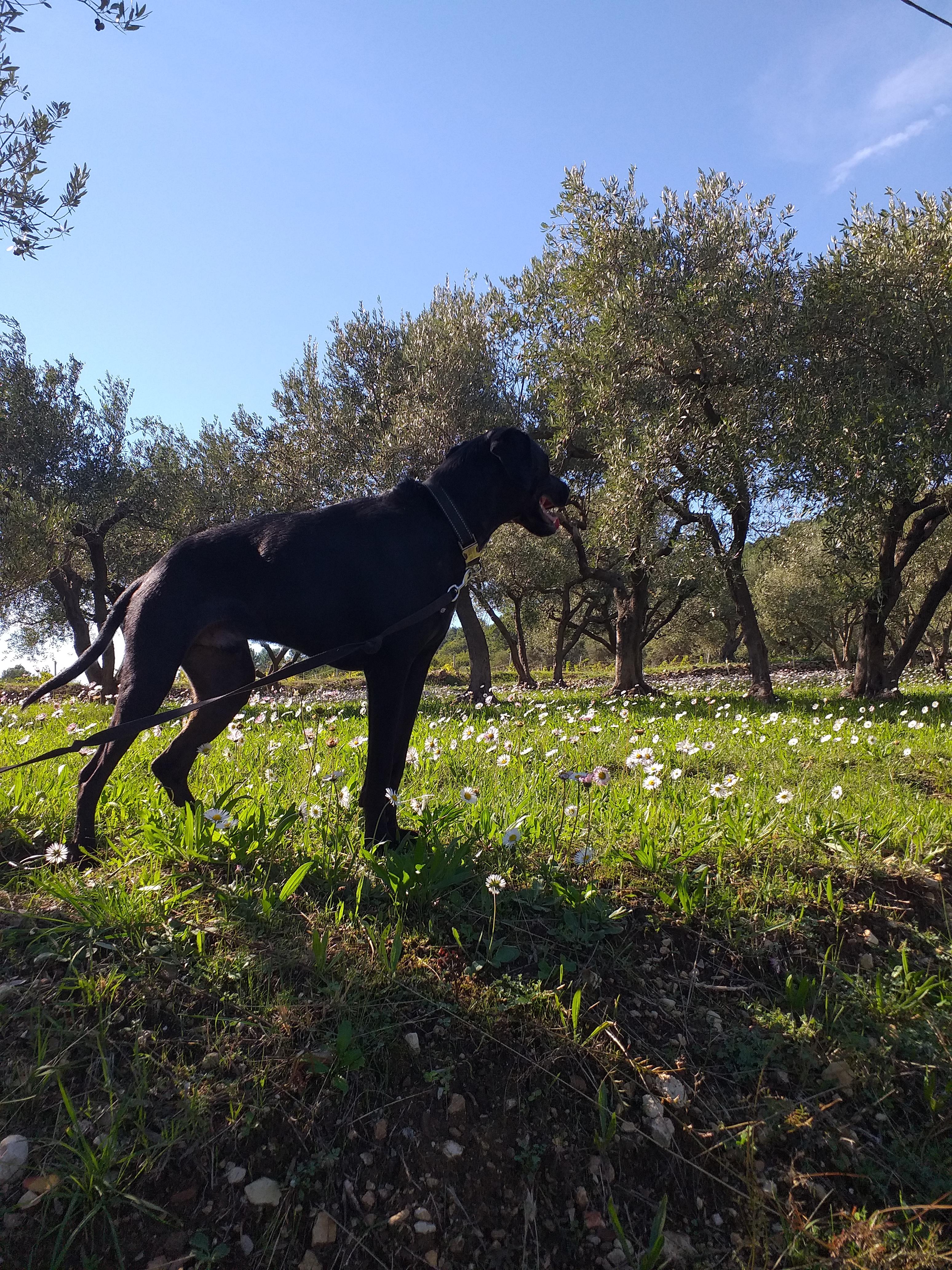 Service garde animaux 81 entre particuliers